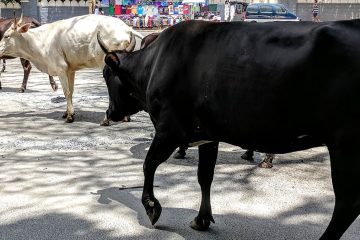 Delhi High Court issues notice on plea for removal of stray animals from roads